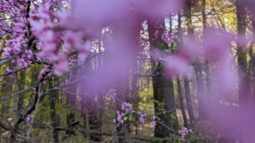 Seek & See the&nbsp;Beauty