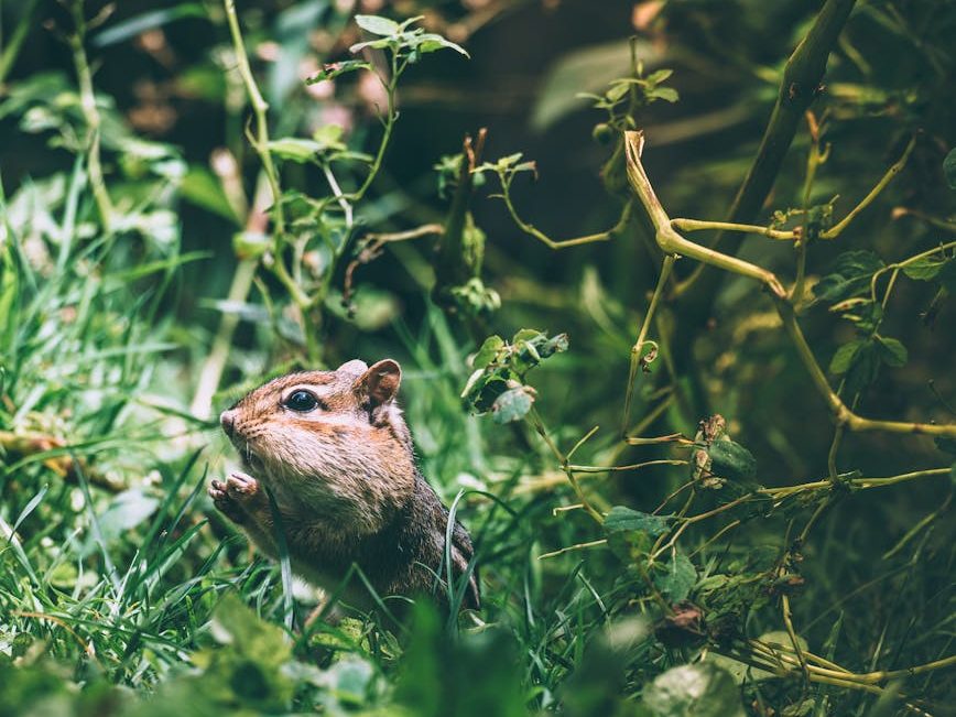 Chipmunks & Butterflies